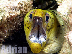 Close up of the Green head Morray with White body.. Taken... by Adrian Schokman 